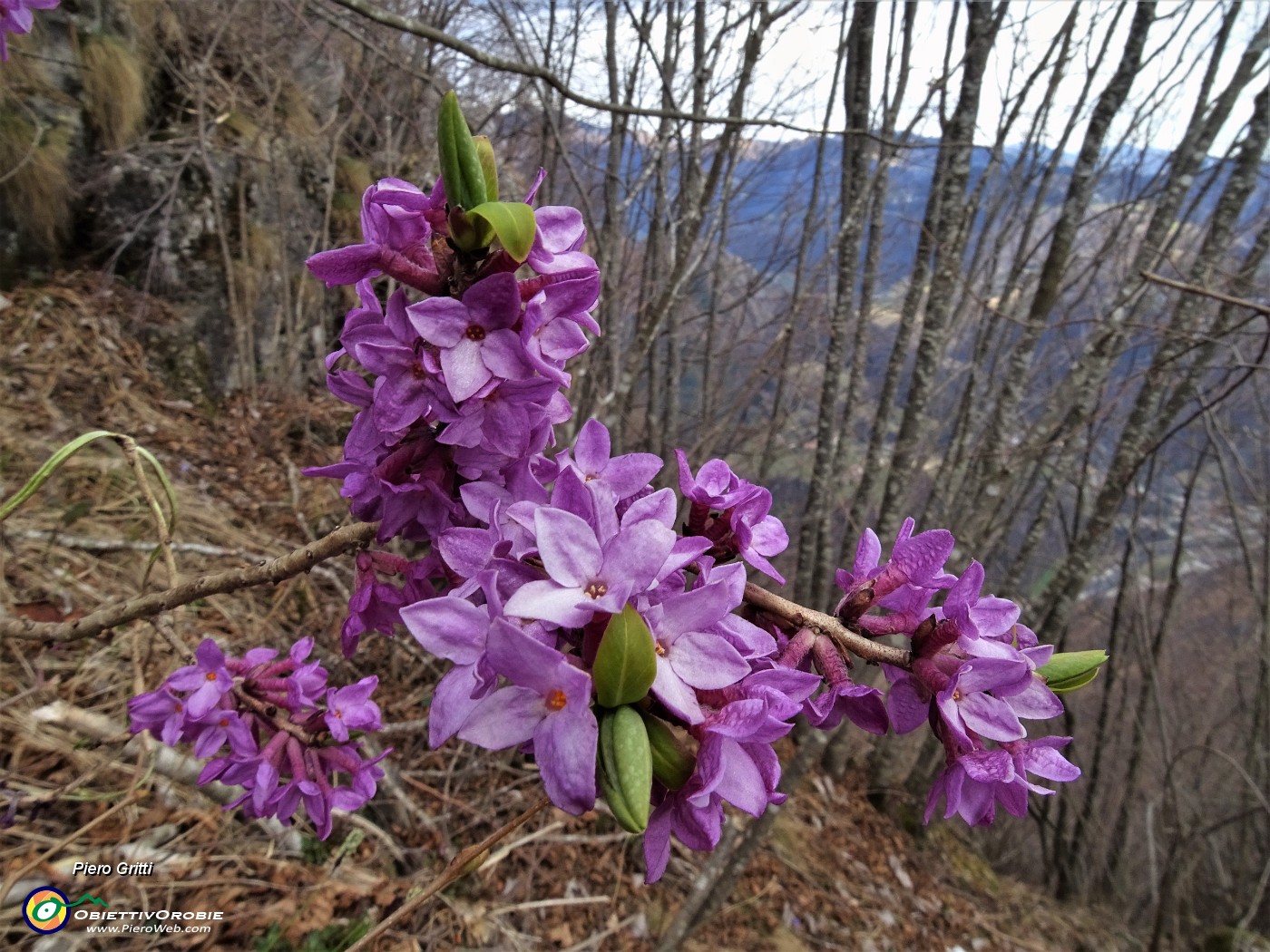 68 Scendendo dalla cima dello Zucco fiori di Mezereo (Daphne mezereum).JPG